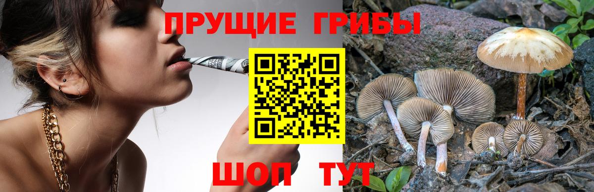 Псилоцибиновые грибы Psilocybe  Вход с VPN  Камышлов 